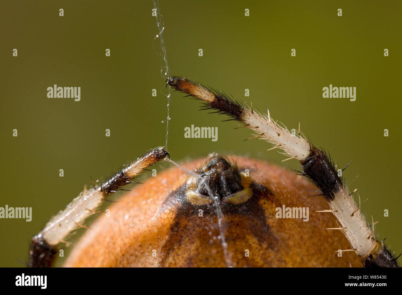 Close up d'Orb Weaver Spider (Tetragnathidae) abdomen montrant filières et thread contrôlé par les jambes. UK. Banque D'Images