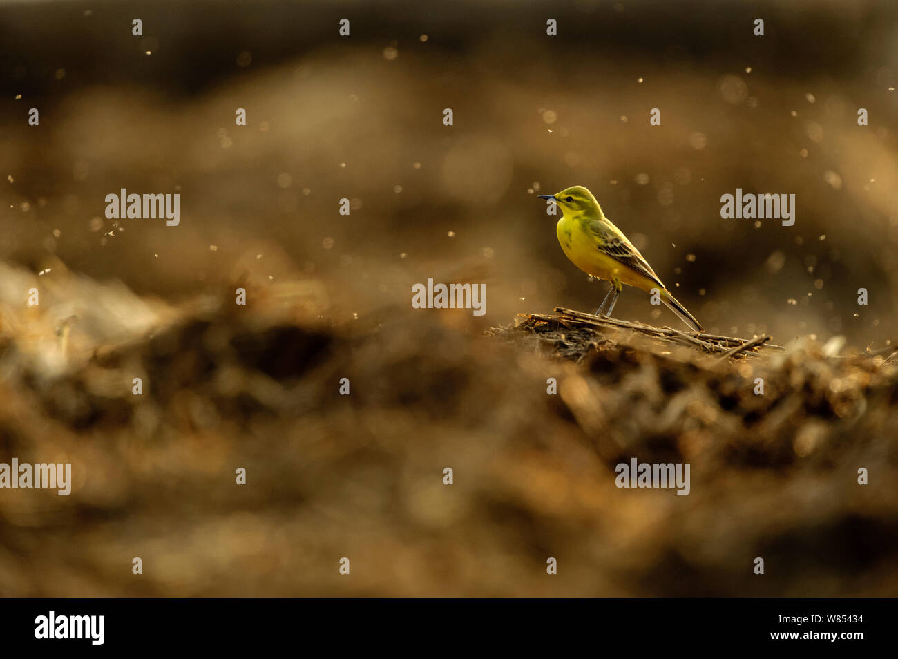 La bergeronnette printanière (Motacilla flava flavissima) mâle adulte en plumage de printemps se nourrissant d'excréments vole à farm midden heap, Hertfordshire, UK, avril Banque D'Images