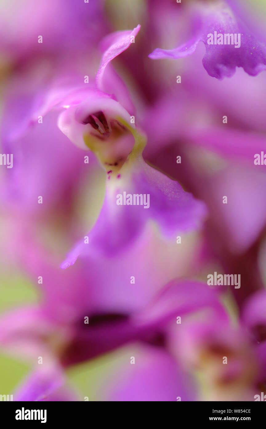Close up of Early Purple orchid (Orchis mascula) en fleurs, Bois Gamlingay, Cambridgeshire, England, UK, avril Banque D'Images