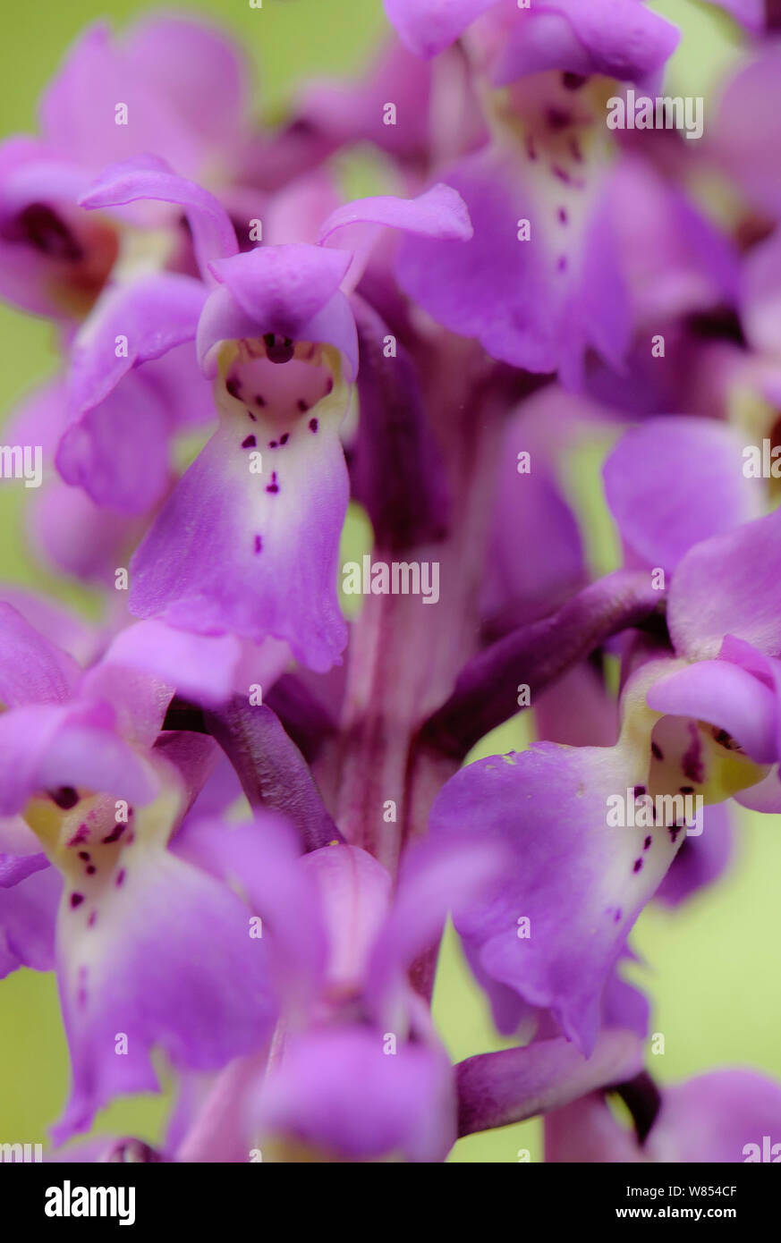 Close-up of Early Purple orchid (Orchis mascula) en fleurs, Bois Gamlingay, Cambridgeshire, England, UK, avril Banque D'Images