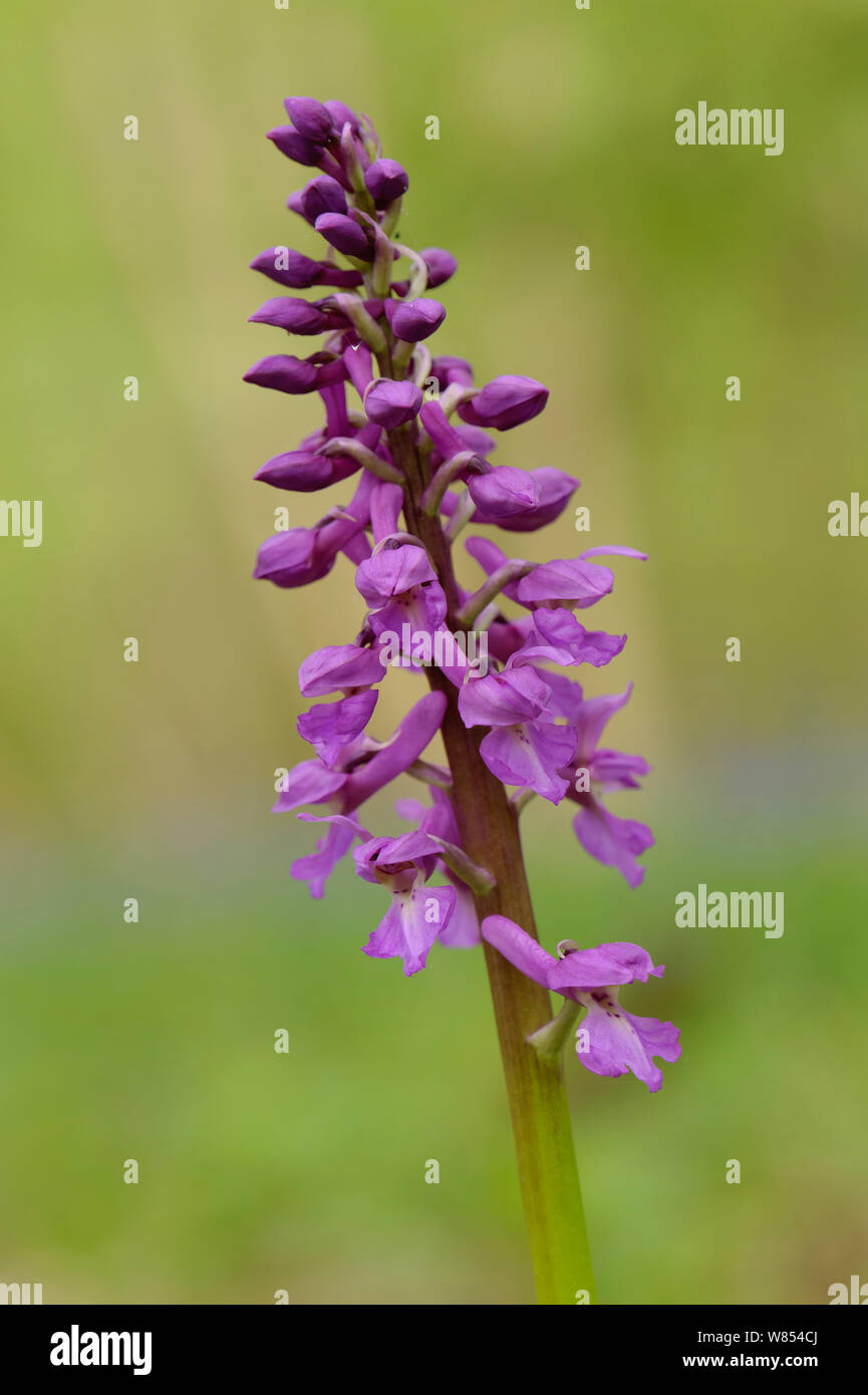 Early Purple orchid (Orchis mascula) en fleurs, Bois Gamlingay, Cambridgeshire, England, UK, avril Banque D'Images