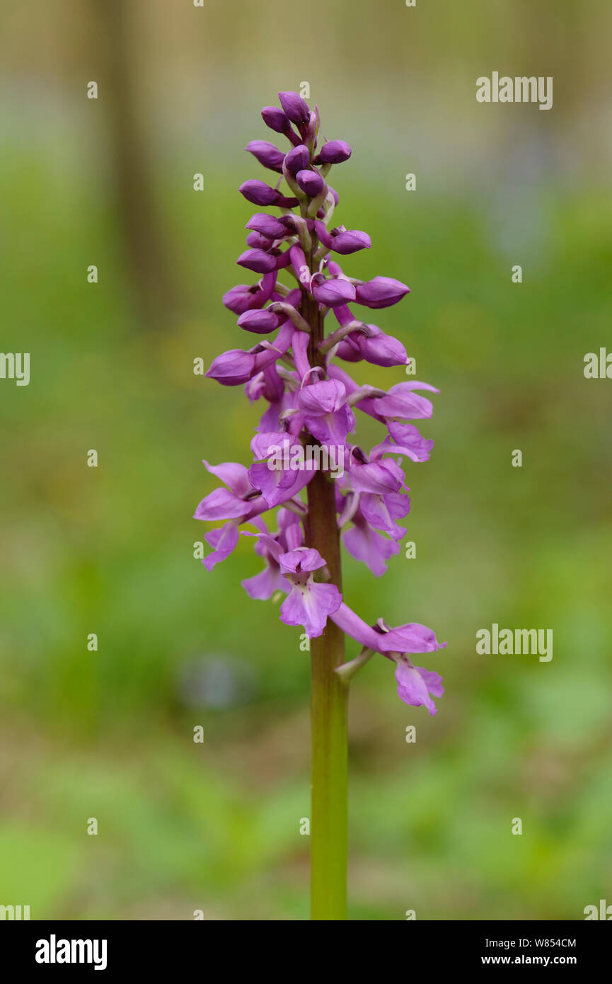 Early Purple orchid (Orchis mascula) en fleurs, Bois Gamlingay, Cambridgeshire, England, UK, avril Banque D'Images