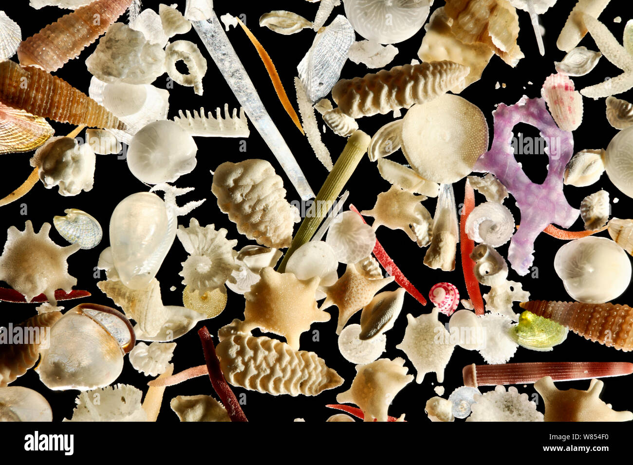 Le sable blanc de carbonate de Raja Ampat, en Indonésie, est générée par une vaste diversité d'organismes vivants : p. ex. des foraminifères, des éponges, des bryozoaires, des brachiopodes, des échinodermes et des mollusques. Diagonale d'environ 8 mm du châssis focus numérique droit d'empilage Banque D'Images