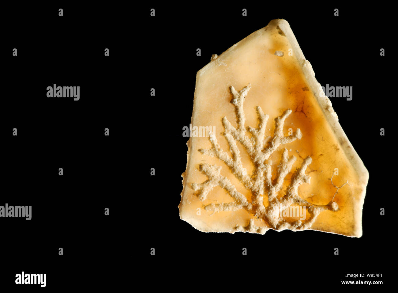 Le filetage du protoplasma par Sagenina frondescens (foraminifères) sur un morceau de coquille de mer avec des particules de sable agglutinés de Raja Ampat, en Indonésie. Focus numérique droit d'empilage Banque D'Images