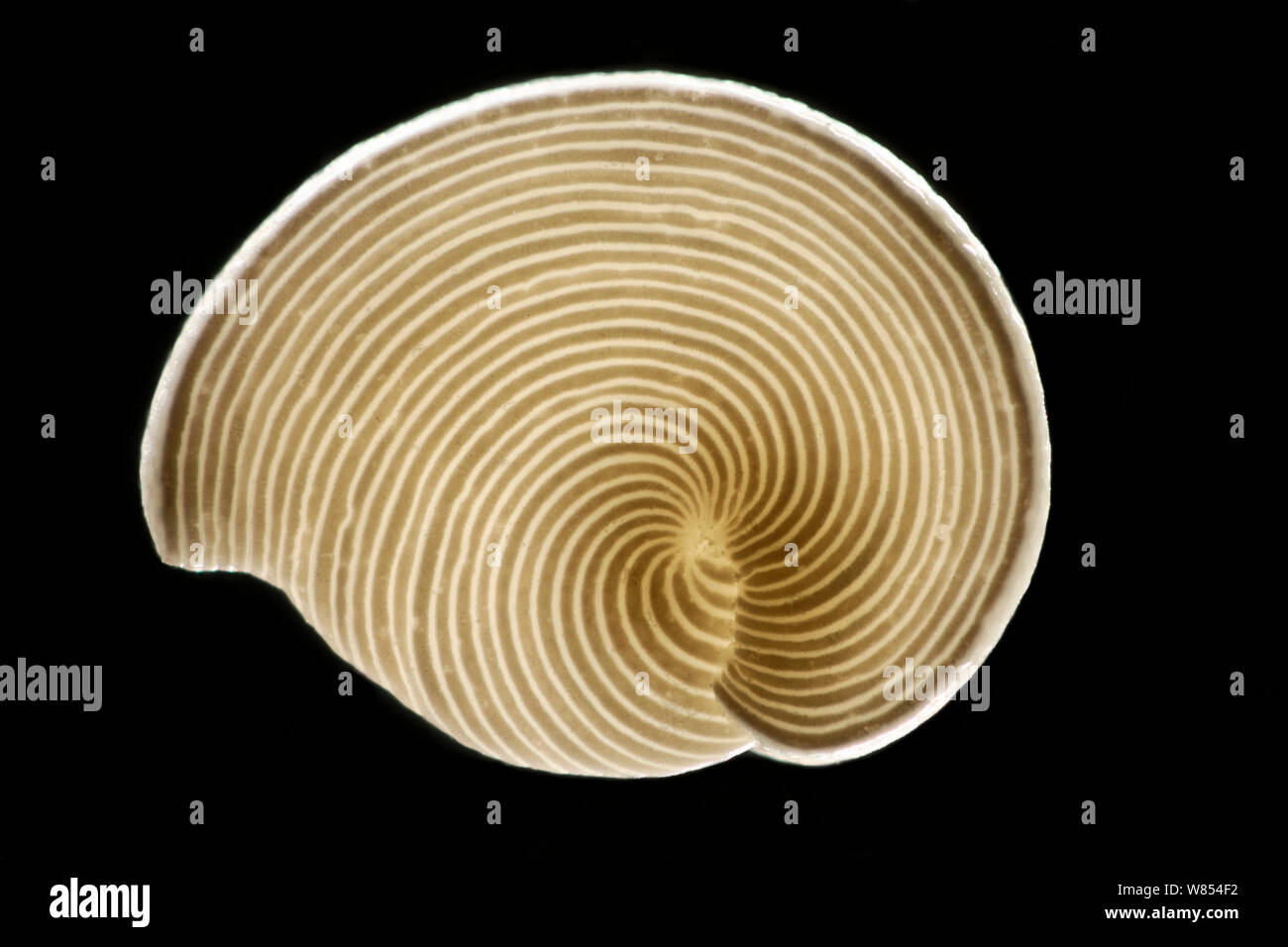 Des foraminifères (Archaias angulatus) de la sable calcaire des Bahamas, Etats-Unis. L'arrangement des chambres intérieures est évident à partir de la bande. Cet organisme unicellulaire est commun à la sous-marines des Bahamas Banques. Diagonale d'environ 2 mm du châssis focus numérique droit d'empilage Banque D'Images