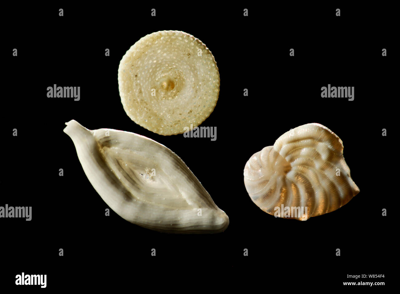 Les coquilles de foraminifères échantillon de sable calcaire : top (Sorites orbiculus) en bas à gauche (Spiroloculina sp.) en bas à droite (Peneroplis planatus) de Raja Ampat, en Indonésie. Diagonale d'environ 5 mm du châssis focus numérique droit d'empilage Banque D'Images