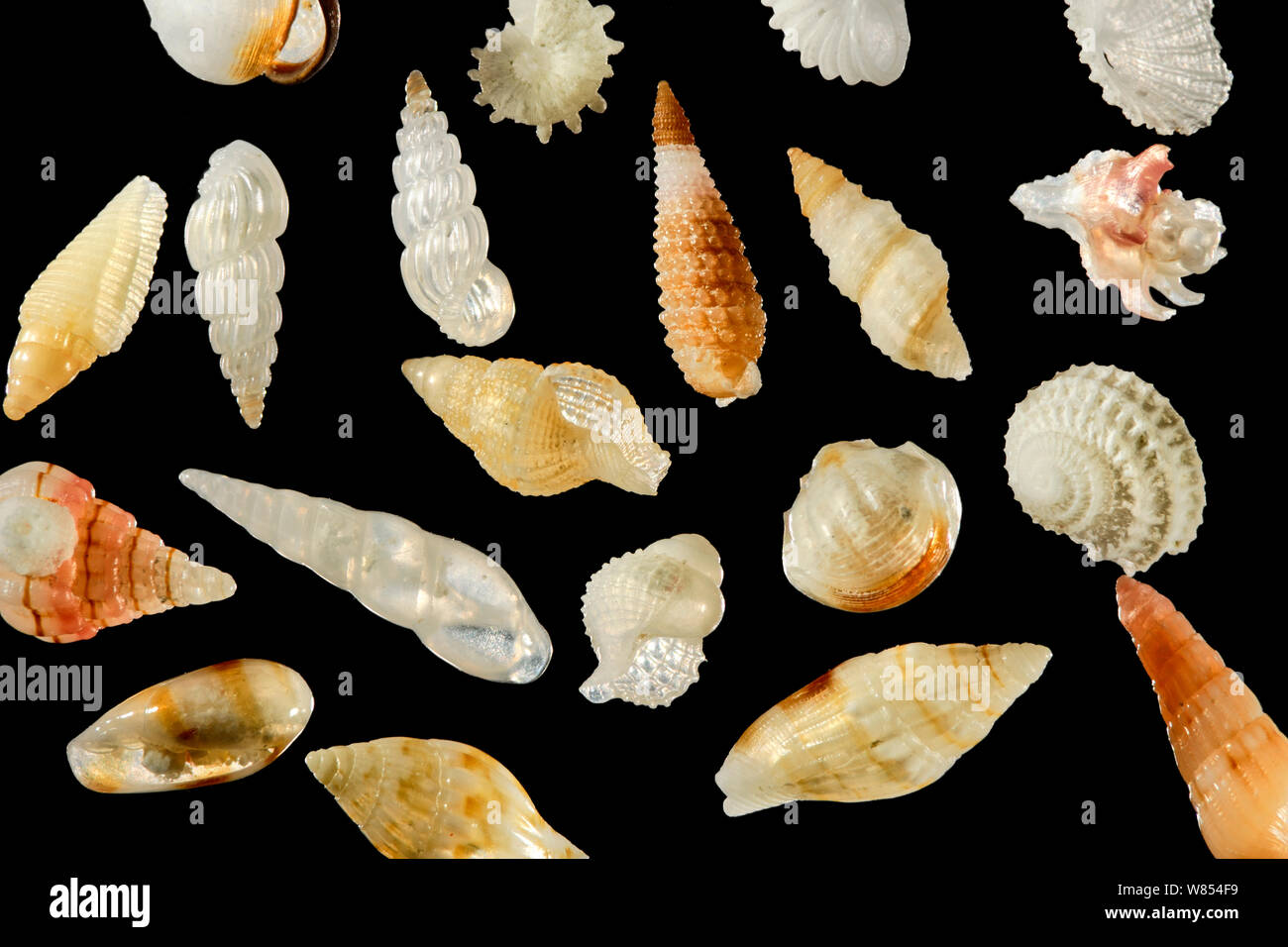 De minuscules coquilles d'Escargots dans l'échantillon de sable de Raja Ampat, Indonésie diagonale d'environ 5 mm du châssis focus numérique droit d'empilage Banque D'Images