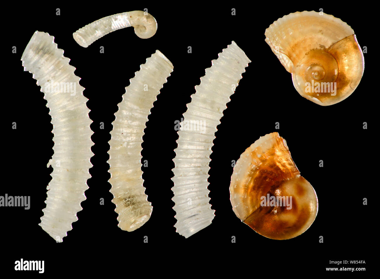 Les particules de sable calcaire extrait : escargots, Caecidae gauche supérieur, mineur. Les coquilles de droite Architectonicidae juvénile. Raja Ampat, en Indonésie. Diagonale d'environ 3mm châssis focus numérique droit d'empilage Banque D'Images