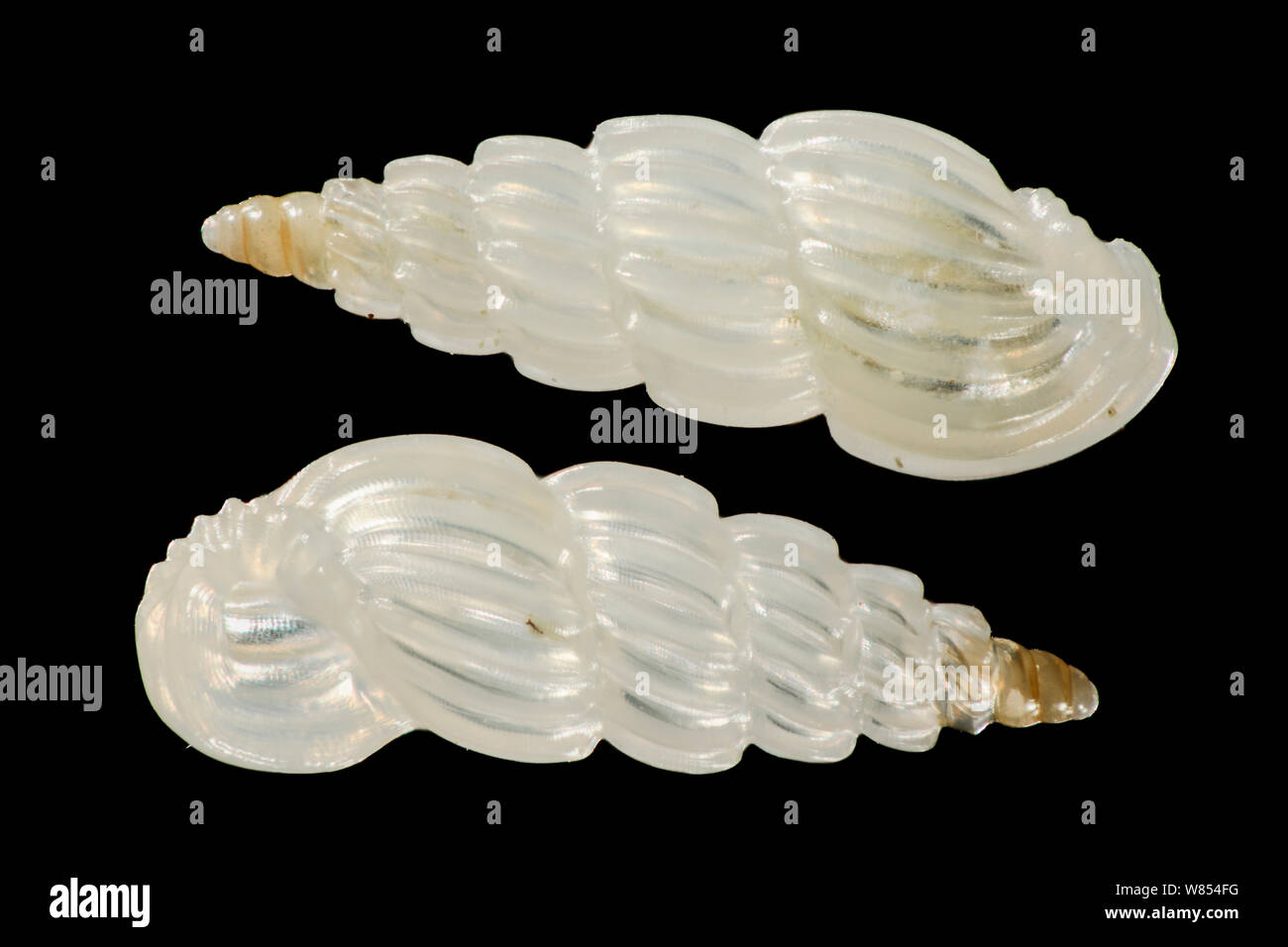 La petite coquille de l'escargot de mer minute (Schwartziella ephamilla) sont restés intacts entre tous les autres grains de sable. Raja Ampat, en Indonésie. Diagonale d'environ 2 mm du châssis focus numérique droit d'empilage Banque D'Images