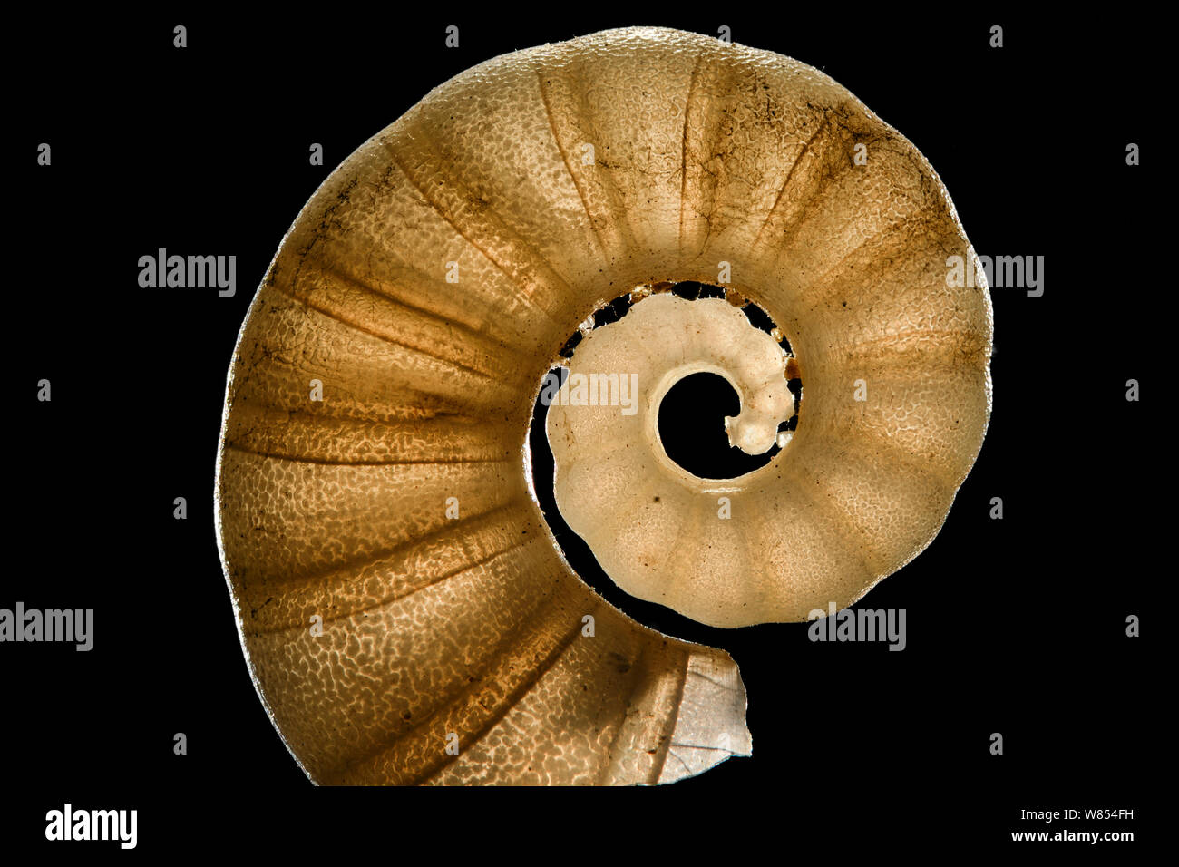 Le Tail-Light Shell Squid (Spirula spirula) a un chambré, délicate coquille, avec environ 1 cm de diamètre à partir de Raja Ampat, en Indonésie. Focus numérique droit d'empilage Banque D'Images