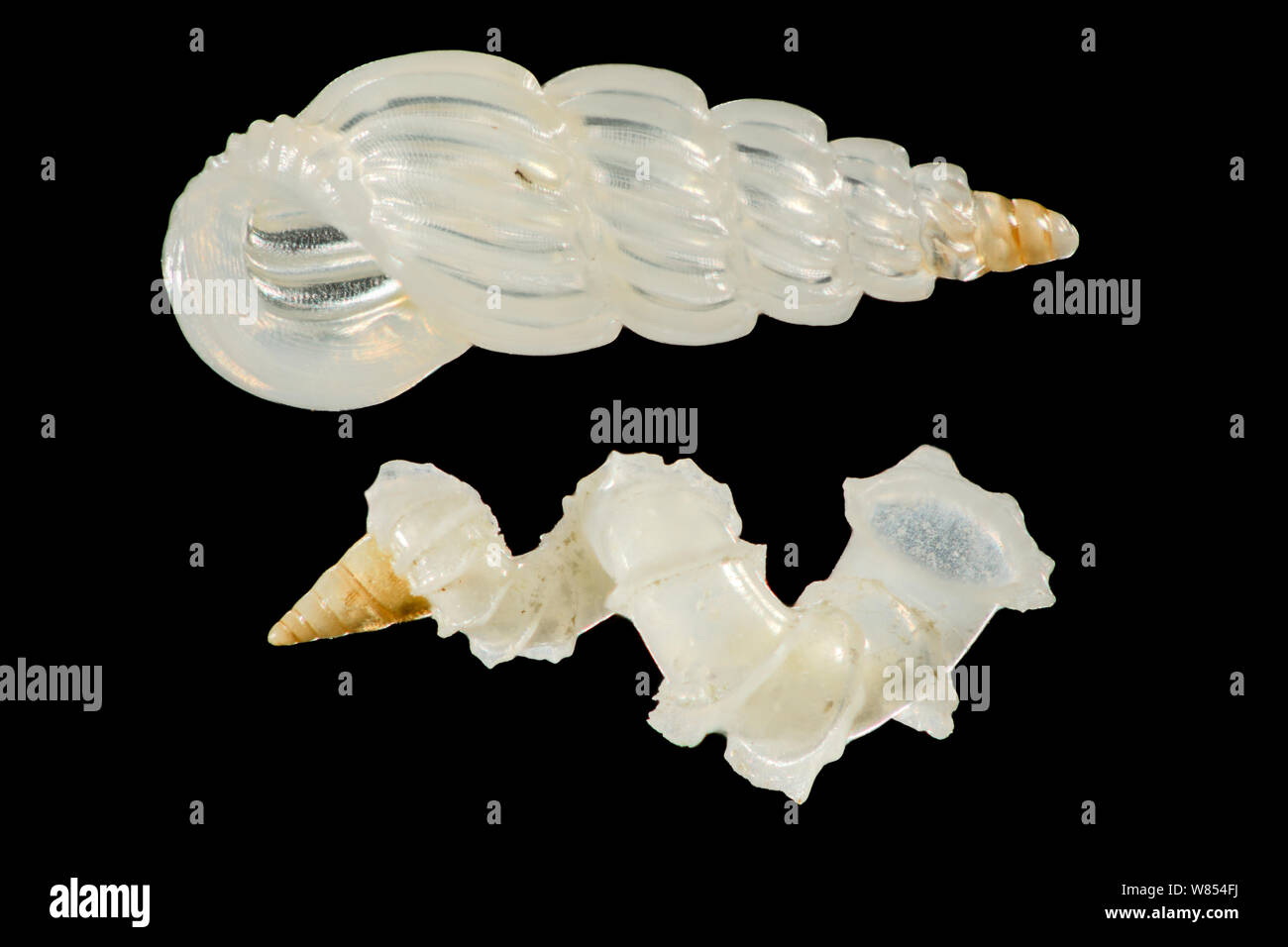 La coquille de l'escargot de mer minute (Schwartziella ephamilla, haut) et l'wentletraps Cycloscala (hyalina, ci-dessous) de l'échantillon de sable de Raja Ampat, Indonésie. Diagonale d'environ 2 mm du châssis focus numérique droit d'empilage Banque D'Images