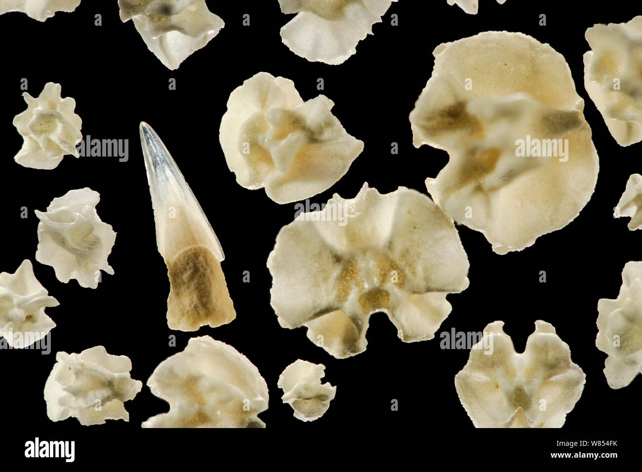 Dent de poisson et des parties de squelette d'ophiures (Ophiuridae) de l'échantillon de sable calcaire, Raja Ampat, en Indonésie. Diagonale d'environ 5 mm du châssis focus numérique droit d'empilage Banque D'Images