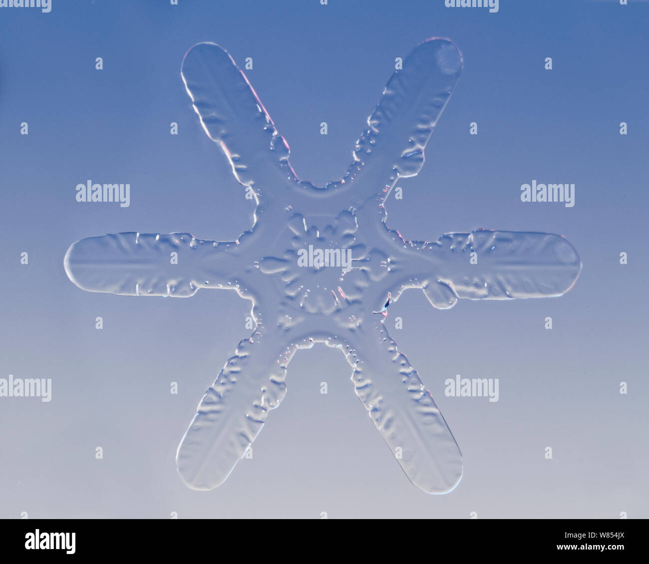 Snowflake amplifiés sous microscope, Lilehammer, Norvège Banque D'Images