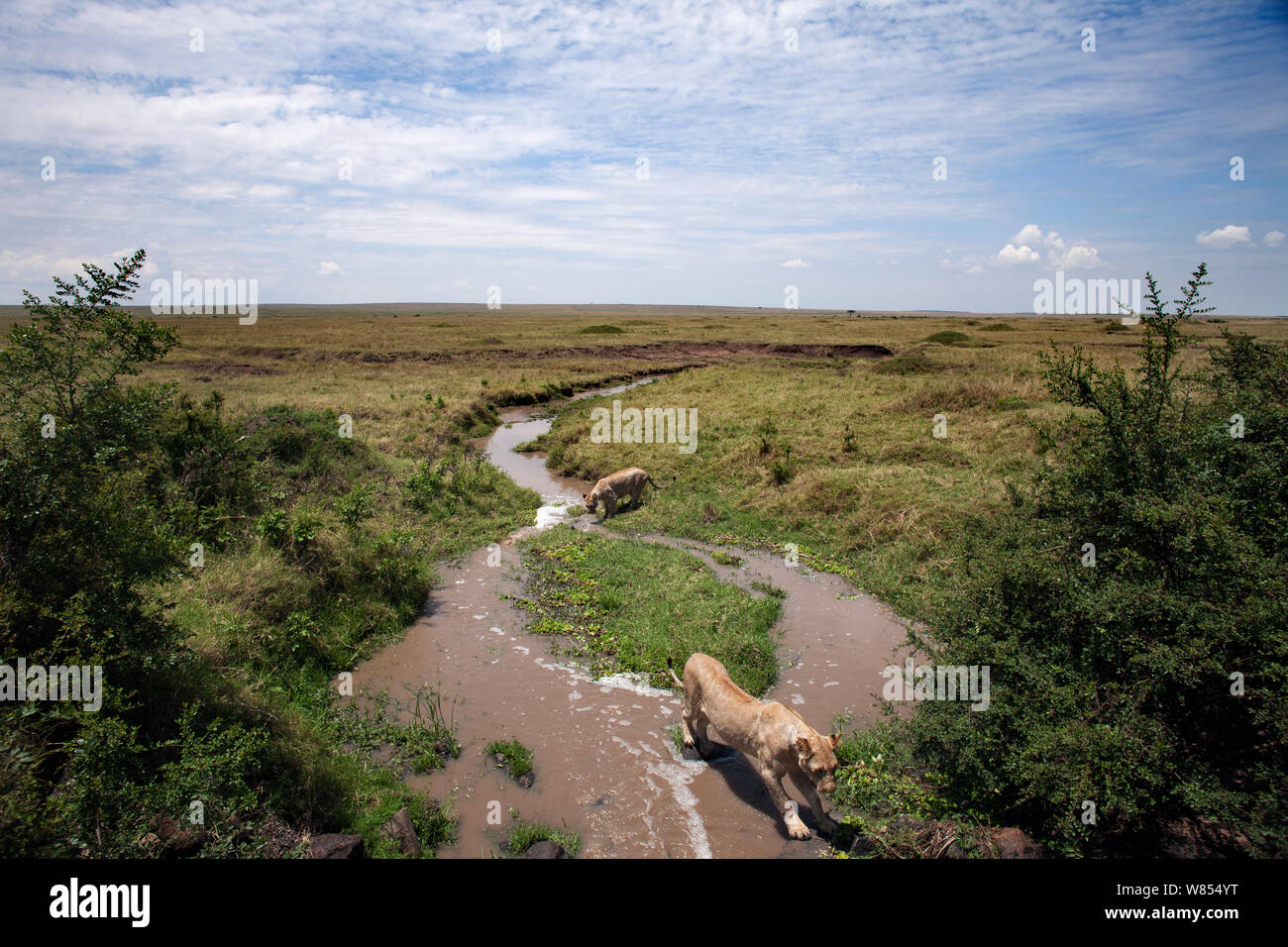 Les lions d'Afrique (Panthera leo) traverser une petite rivière, Masai Mara National Reserve, Kenya, septembre Banque D'Images