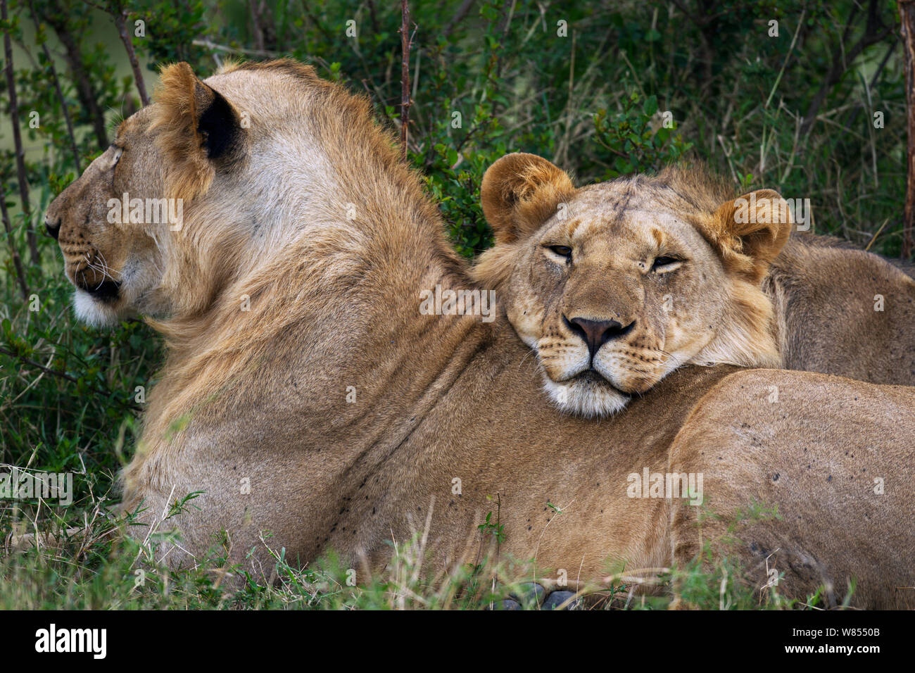 Les lions d'Afrique (Panthera leo) sous-mâles adultes se reposer, Masai Mara National Reserve, Kenya, septembre Banque D'Images