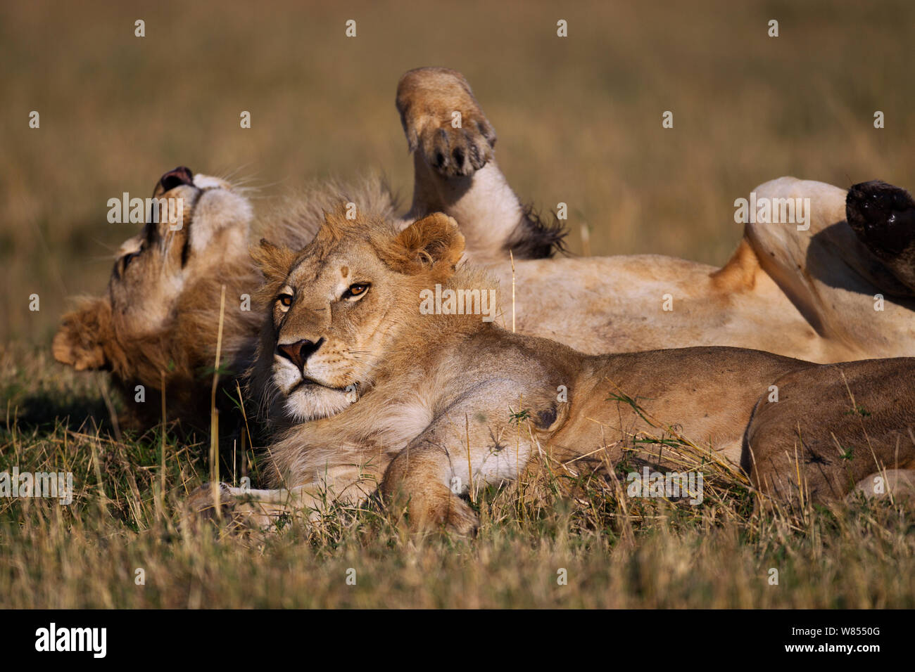 Les lions d'Afrique (Panthera leo) Les adolescents se reposer ensemble, Masai Mara National Reserve, Kenya, septembre Banque D'Images