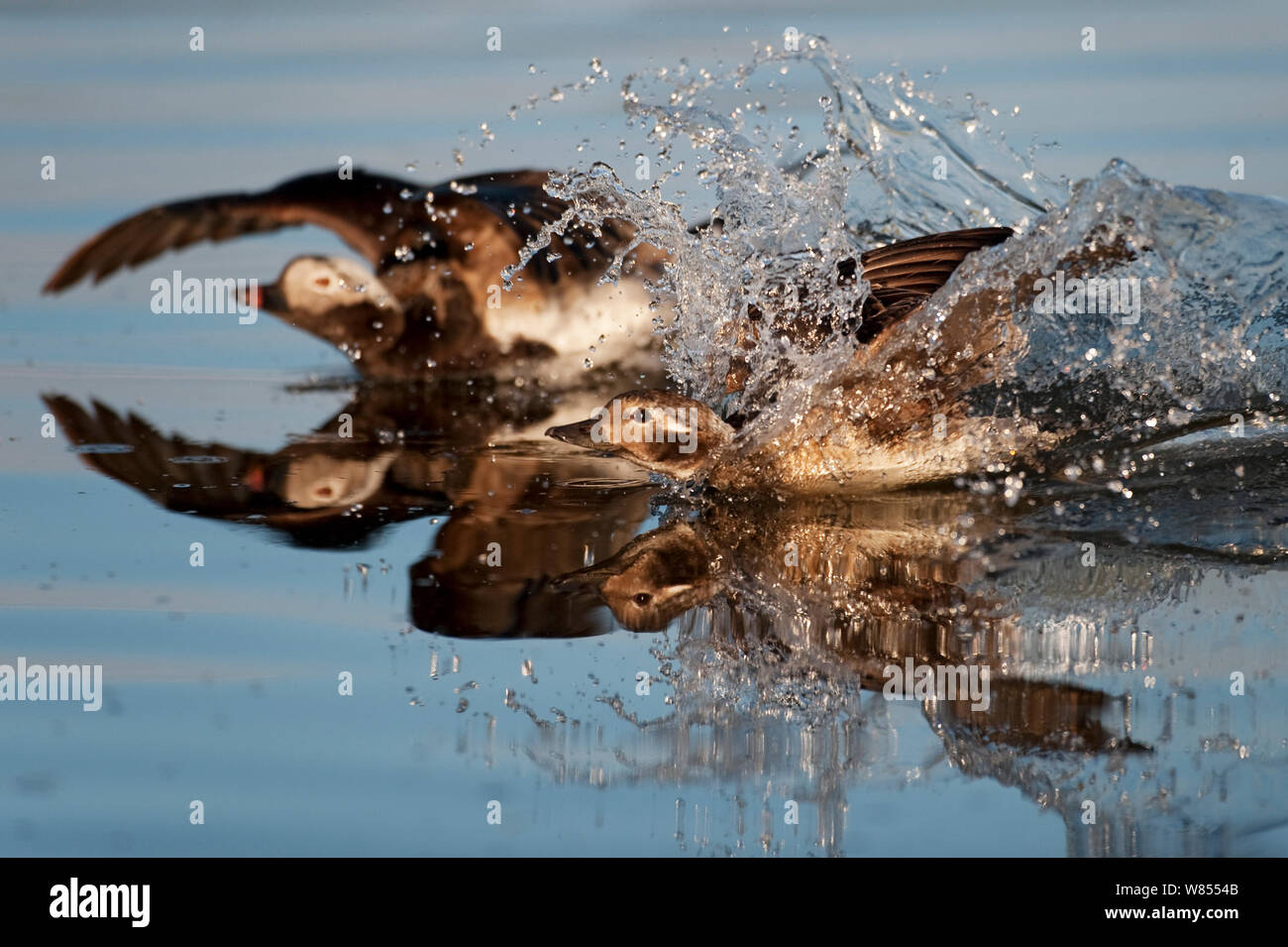 Queue longue (Clangula hyemalis) l'atterrissage sur l'eau, 73320, l'Islande, juin Banque D'Images