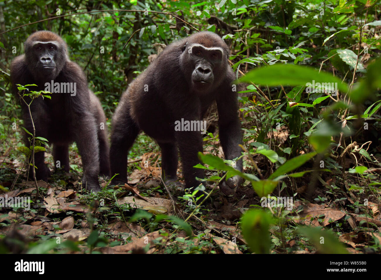 Gorille de plaine de l'ouest (Gorilla gorilla gorilla) femelle 'Mosoko' âgés de 8 ans et mâle juvénile 'Mobangi" de 5 ans approche avec curiosité, Bai Hokou, Spécial forêt dense de Dzanga Sangha, République centrafricaine. Décembre 2011. Banque D'Images
