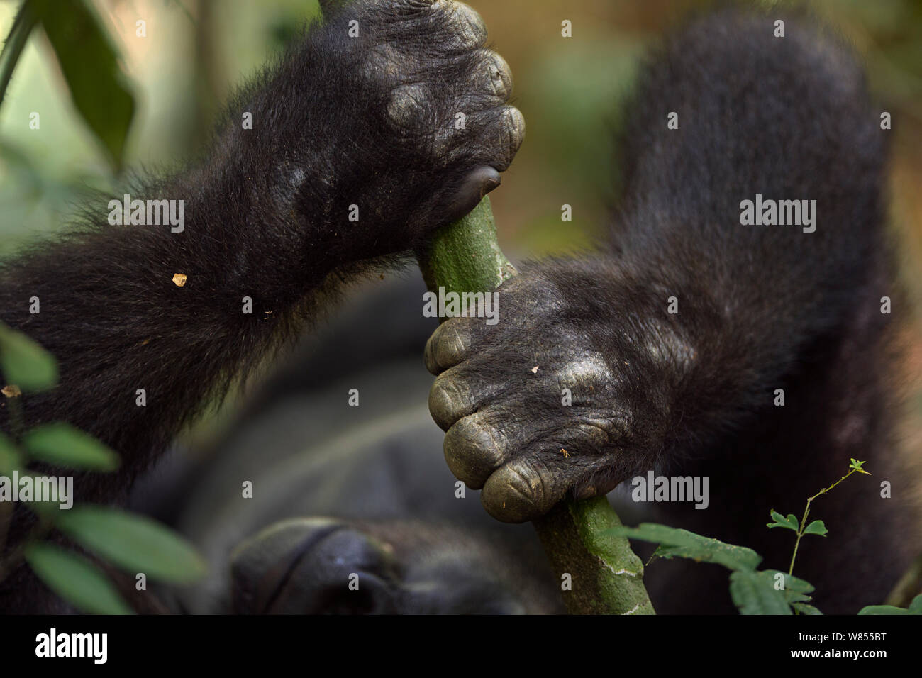 Gorille de plaine de l'ouest (Gorilla gorilla gorilla) mâle sub-adulte Kunga' 'âgés de 13 ans mains tenant un branche, Bai Hokou, Spécial forêt dense de Dzanga Sangha, République centrafricaine. Décembre 2011. Banque D'Images