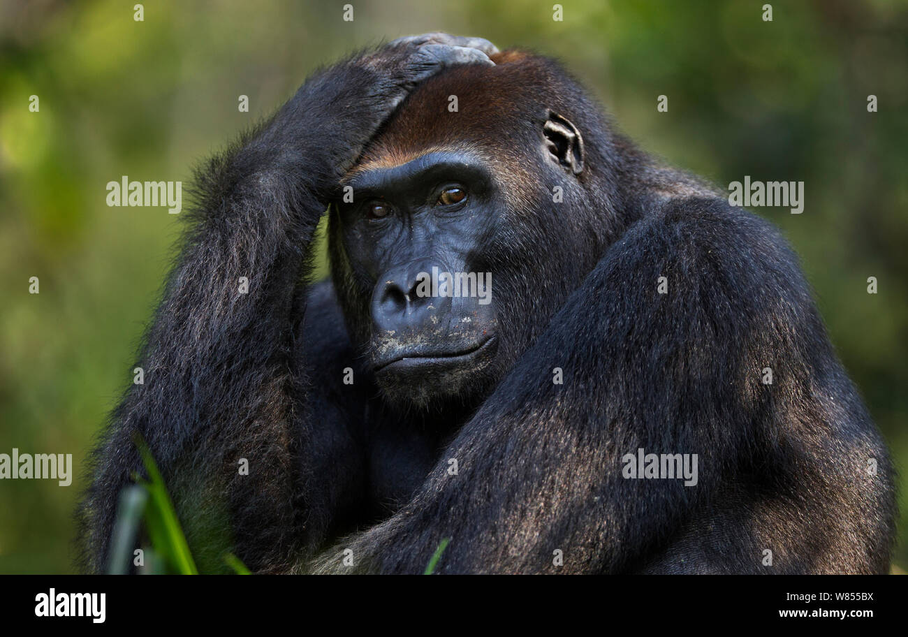 Gorille de plaine de l'ouest (Gorilla gorilla gorilla) mâle sub-adulte Kunga' 'âgés de 13 ans head and shoulders portrait, Bai Hokou, Spécial forêt dense de Dzanga Sangha, République centrafricaine. Décembre 2011. Banque D'Images