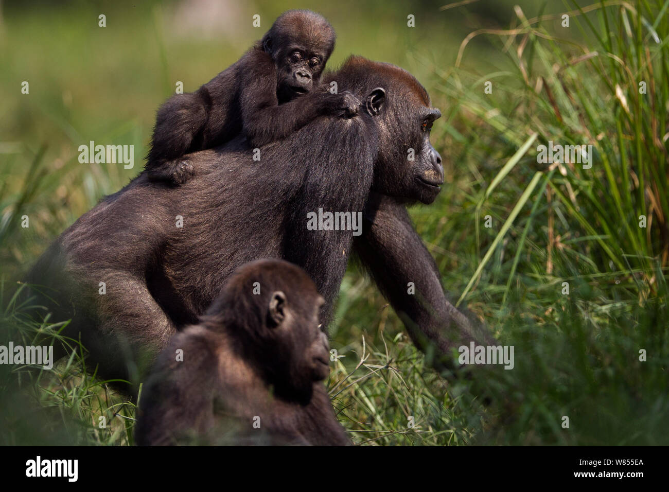 Gorille de plaine de l'ouest (Gorilla gorilla gorilla) femme opambi «» «son enfant sur opo' âgés de 18 mois sur le dos, marchant à travers Bai Hokou, Spécial forêt dense de Dzanga Sangha, République centrafricaine. Décembre 2011. Banque D'Images