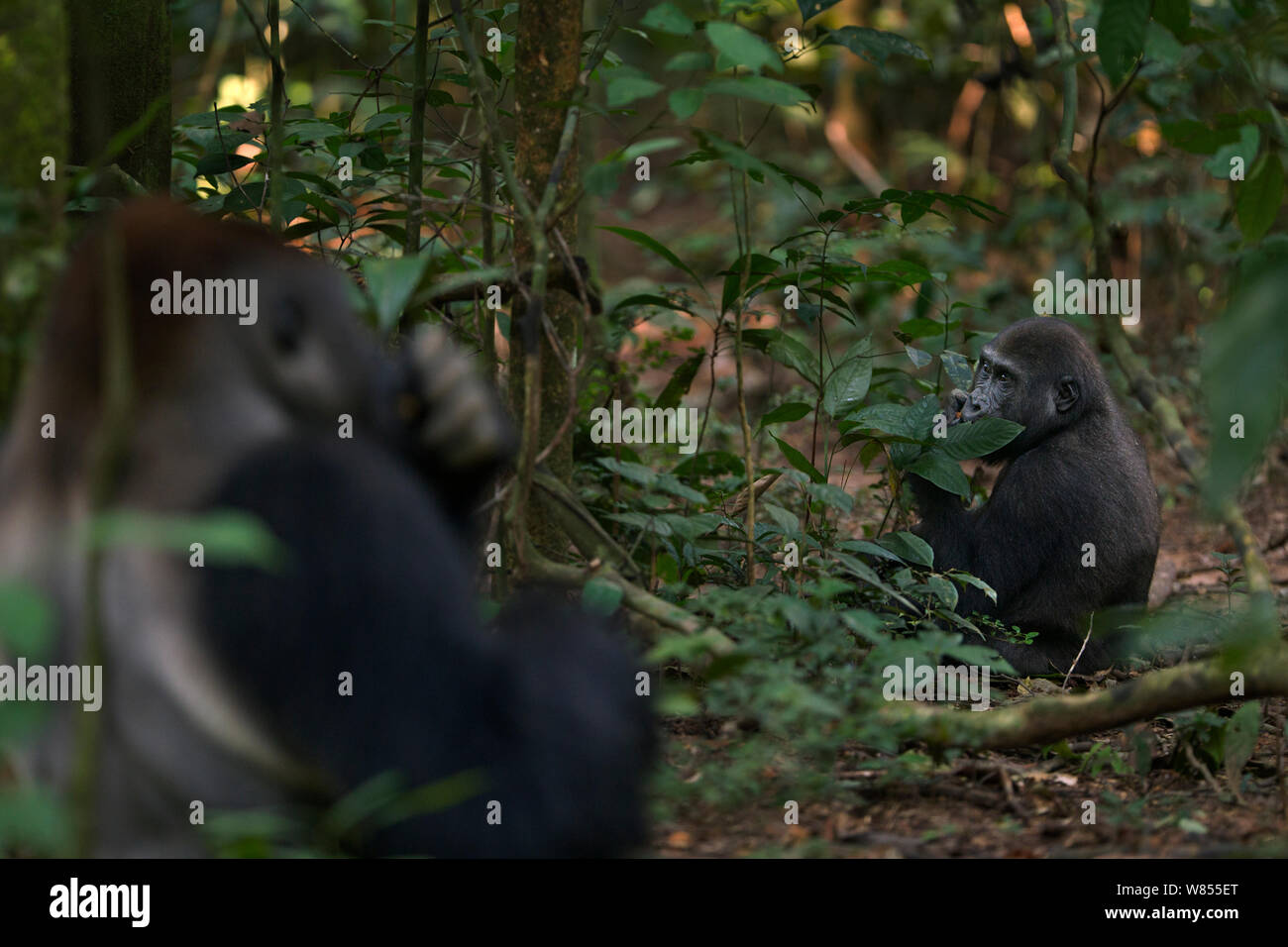 Gorille de plaine de l'ouest (Gorilla gorilla gorilla) mâle dominant silverback 'Makumba' âgé de 32 ans se nourrissant de fruits avec son fils 'Tembo' âgés de 4 ans assis à l'arrière-plan, Bai Hokou, Spécial forêt dense de Dzanga Sangha, République centrafricaine. Décembre 2011. Banque D'Images