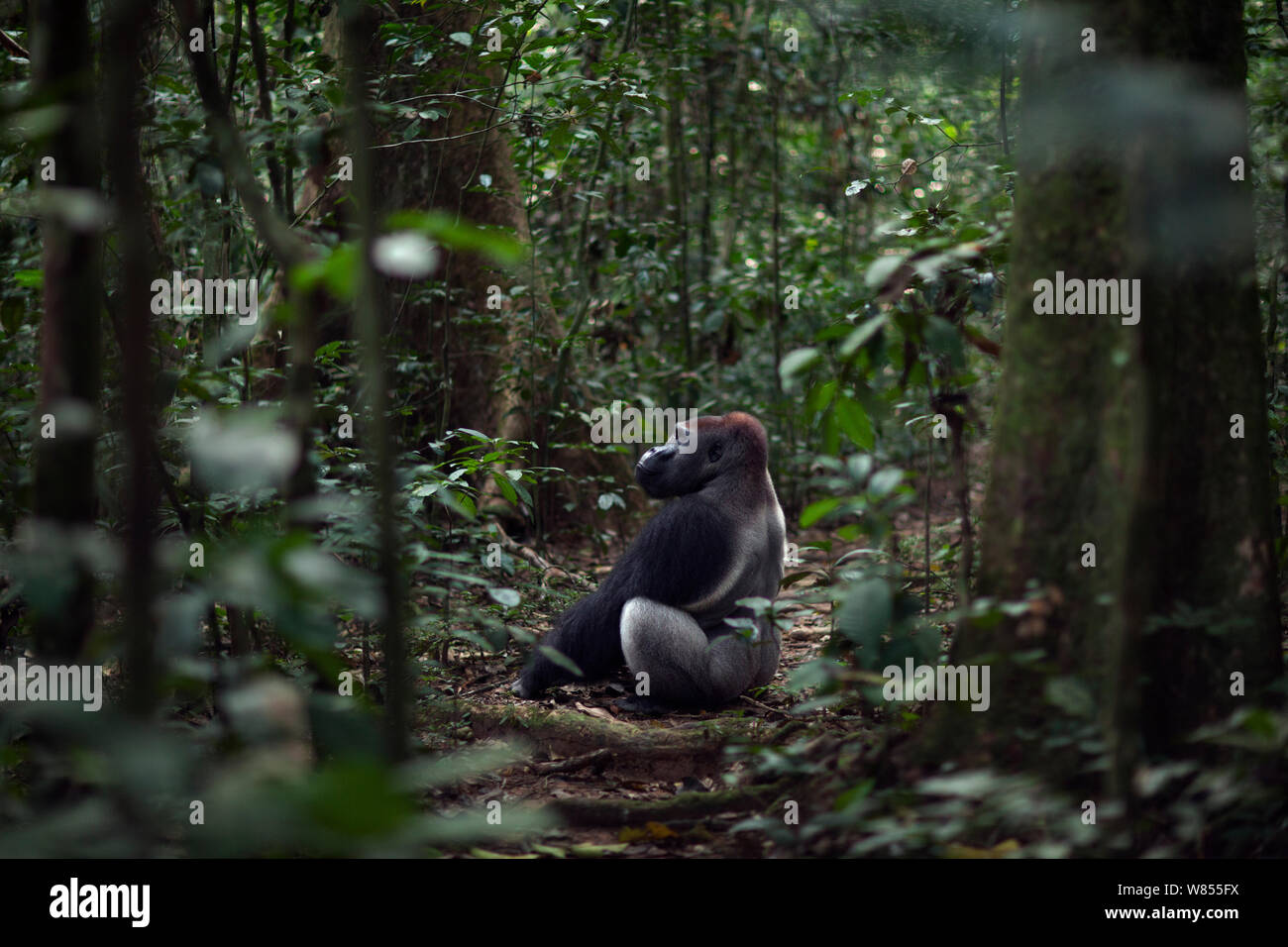 Gorille de plaine de l'ouest (Gorilla gorilla gorilla) mâle dominant silverback 'Makumba' âgés de 32 ans assis dans une clairière, Bai Hokou, Spécial forêt dense de Dzanga Sangha, République centrafricaine. Décembre 2011. Banque D'Images