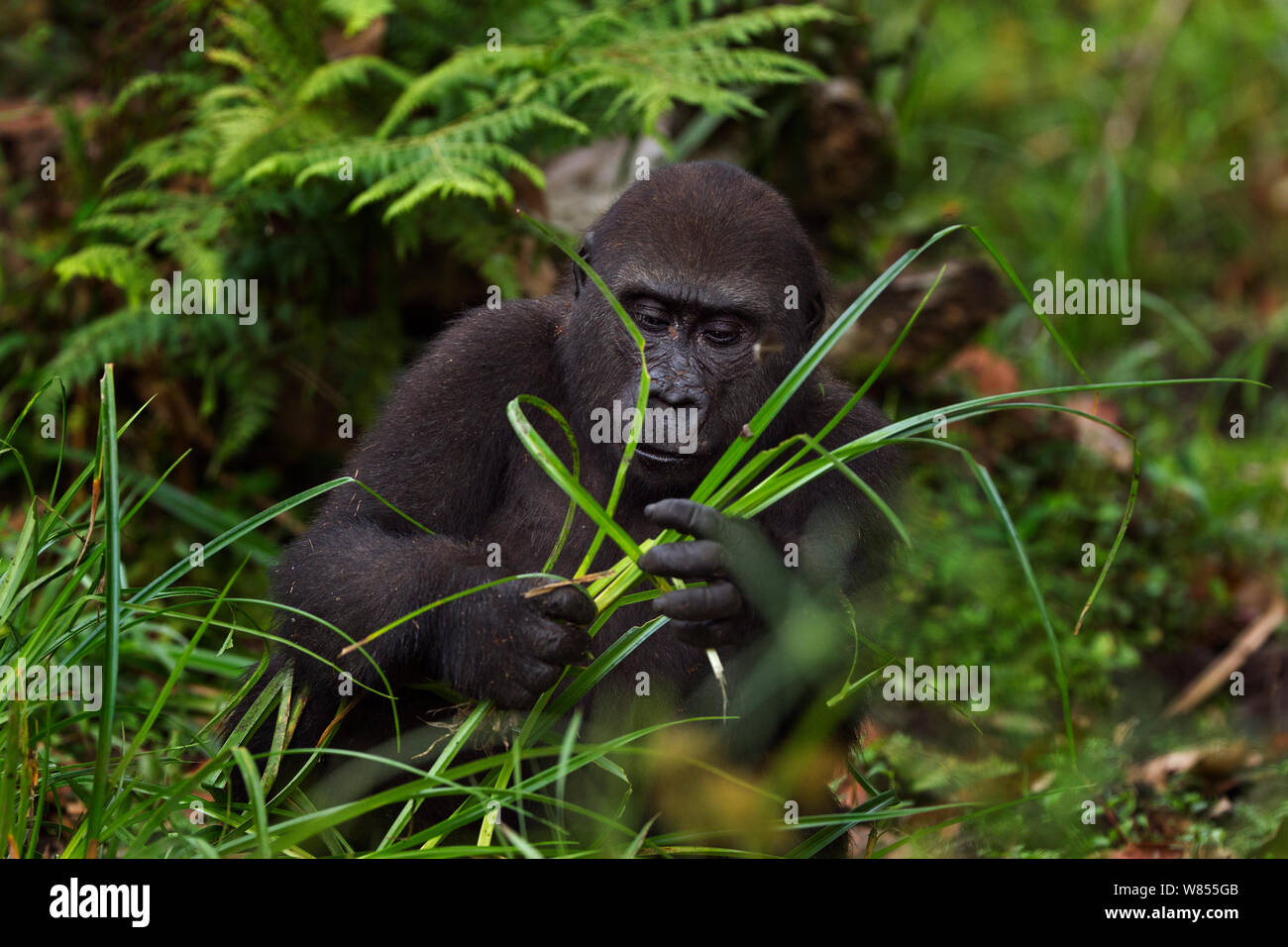 Gorille de plaine de l'ouest (Gorilla gorilla gorilla) mâle juvénile "Tembo" âgés de 4 ans qui se nourrissent de carex à Bai Hokou, Spécial forêt dense de Dzanga Sangha, République centrafricaine. Décembre 2011. Banque D'Images