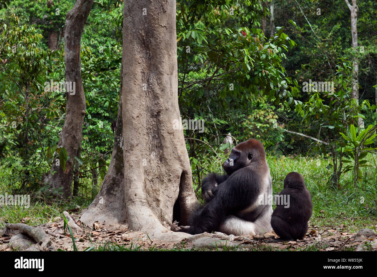 Gorille de plaine de l'ouest (Gorilla gorilla gorilla) mâle dominant silverback 'Makumba' âgé de 32 ans qui se nourrissent de bois pourri d'un arbre alors que son fils mineur "Tembo" âgés de 4 ans attend son tour, Bai Hokou, Spécial forêt dense de Dzanga Sangha, République centrafricaine. Décembre 2011. Banque D'Images
