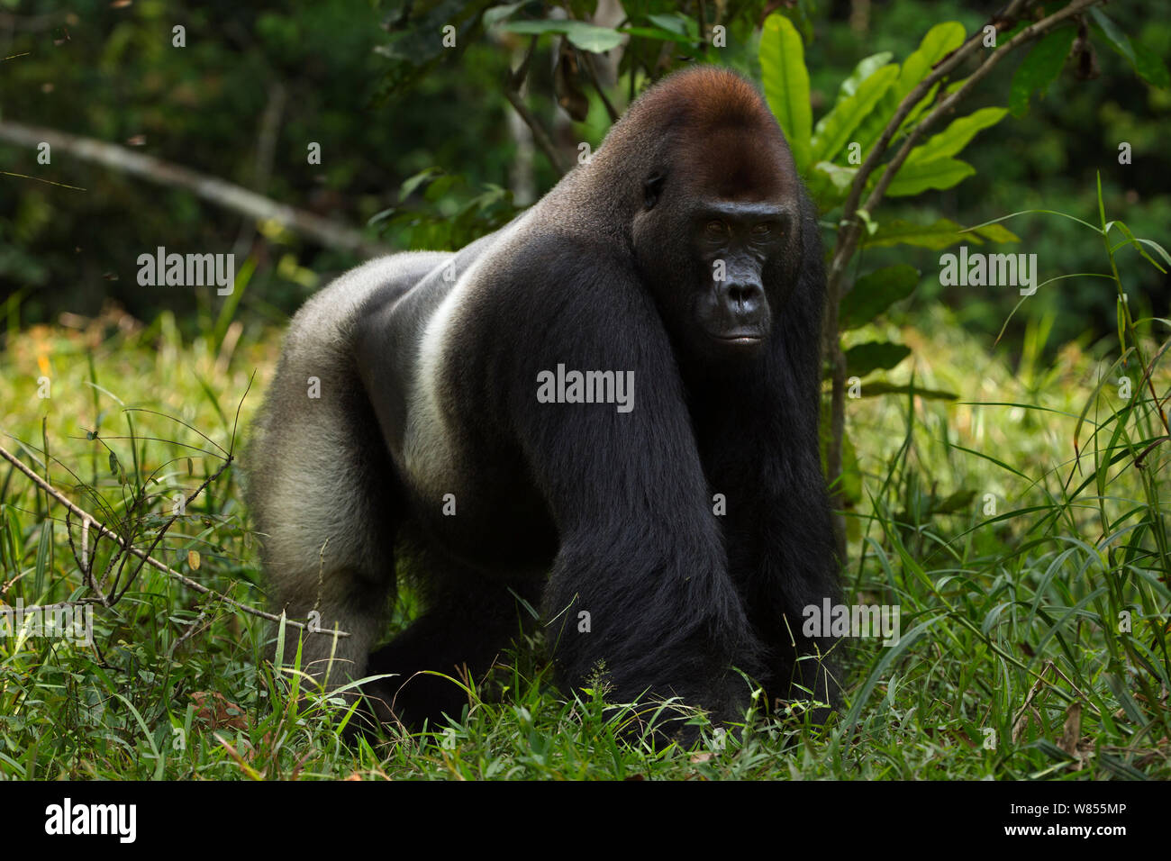 Gorille de plaine de l'ouest (Gorilla gorilla gorilla) mâle dominant silverback 'Makumba' âgé de 32 ans, Bai Hokou portrait permanent, une forêt dense de Dzanga Sangha, République centrafricaine. Décembre 2011. Banque D'Images