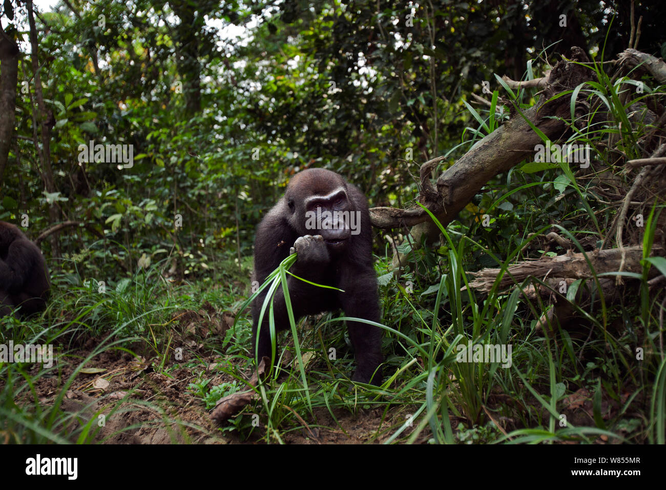 Gorille de plaine de l'ouest (Gorilla gorilla gorilla) femelle 'Mosoko' âgés de 8 ans qui se nourrissent de carex tandis que mâle juvénile 'Mobangi' âgés de 5 ans se nourrit de bois pourri à l'arrière-plan, Bai Hokou, Spécial forêt dense de Dzanga Sangha, République centrafricaine. Décembre 2011. Banque D'Images