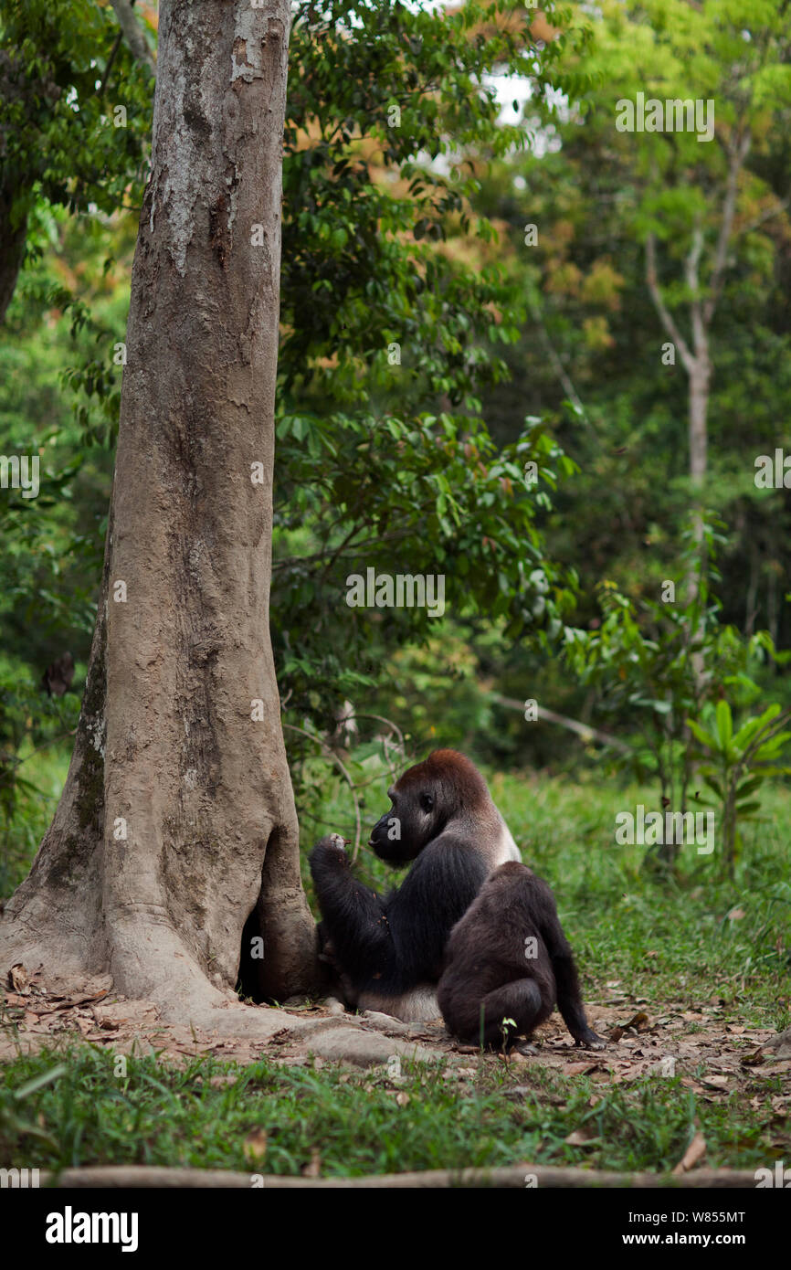 Gorille de plaine de l'ouest (Gorilla gorilla gorilla) mâle dominant silverback 'Makumba' âgé de 32 ans qui se nourrissent de bois pourri d'un arbre alors que son fils mineur "Tembo" âgés de 4 ans attend son tour, Bai Hokou, Spécial forêt dense de Dzanga Sangha, République centrafricaine. Décembre 2011. Banque D'Images