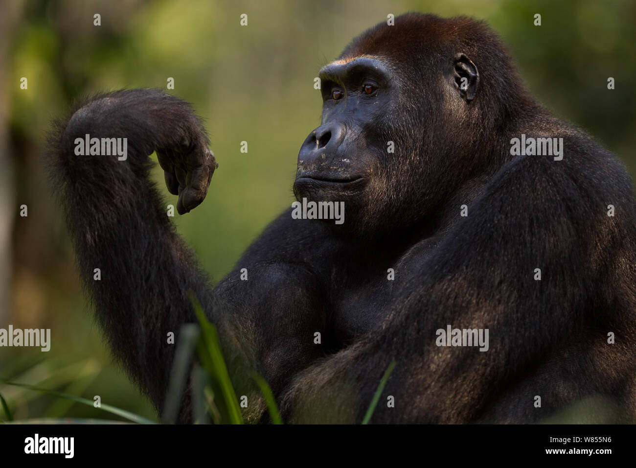Gorille de plaine de l'ouest (Gorilla gorilla gorilla) mâle sub-adulte Kunga' 'âgés de 13 ans à la recherche de sa main, Bai Hokou, Spécial forêt dense de Dzanga Sangha, République centrafricaine. Décembre 2011. Banque D'Images