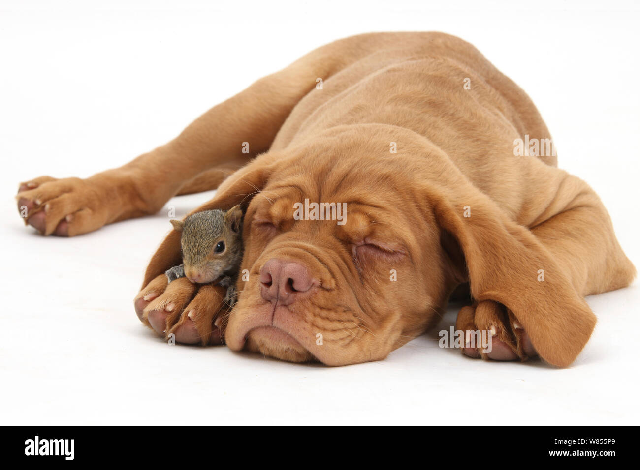 Dogue de Bordeaux puppy, Freya, 10 semaines, de dormir avec l'Écureuil gris sous son oreille. Banque D'Images