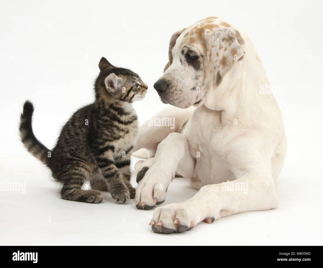 Tabby kitten, Fosset, 10 semaines, avec le dogue allemand chiot, Tia, 14 semaines. Banque D'Images