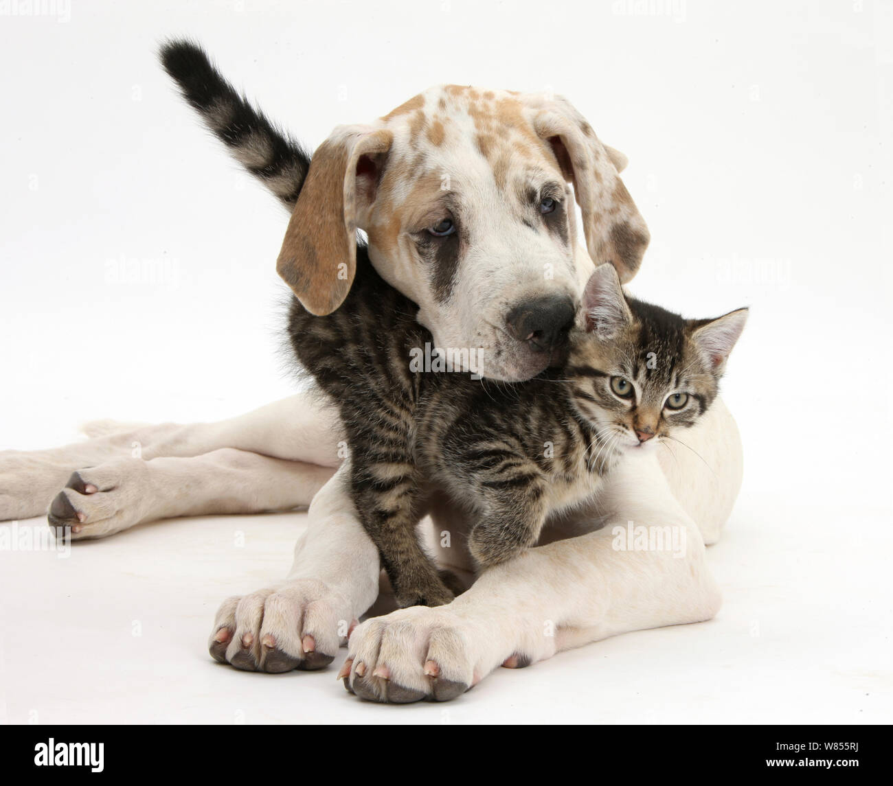 Tabby kitten, Fosset, 10 semaines, avec le dogue allemand chiot, Tia, 14 semaines. Banque D'Images