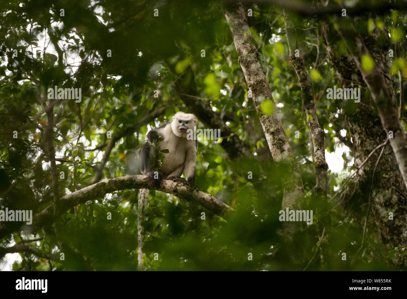 Tonkin snub-nosed monkey (Rhinopithecus avunculus) dans l'arbre, au Vietnam. Espèces en danger critique d'extinction. Banque D'Images