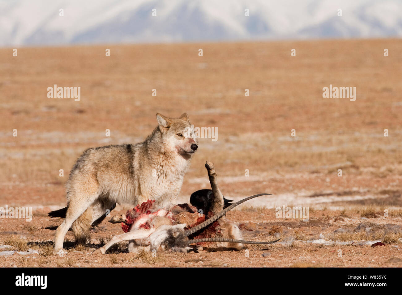 Le loup (Canis lupus), à l'antilope du Tibet (Pantholops hodgsonii) carcasse Kekexili, Qinghai, Chine, décembre Banque D'Images