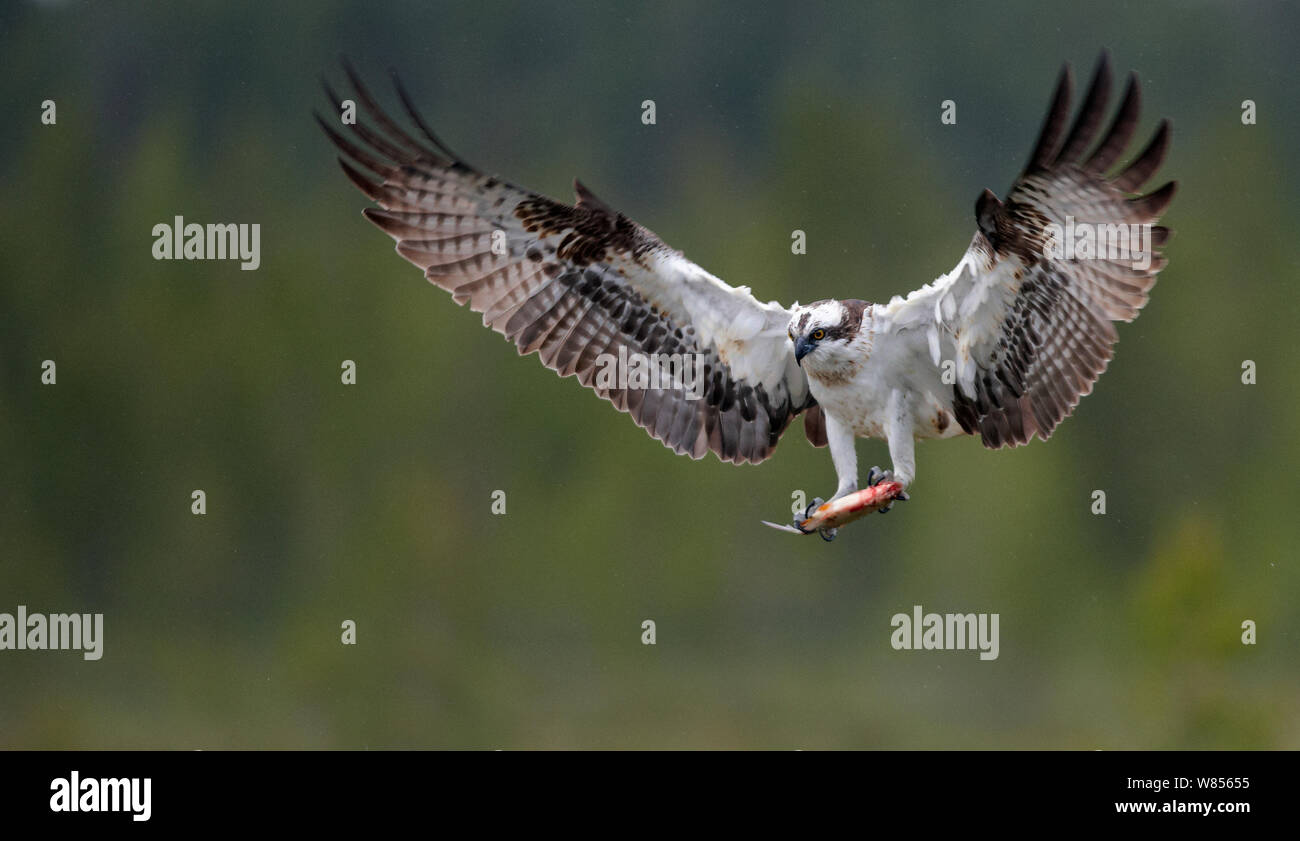 Balbuzard pêcheur (Pandion haliaetus), volant avec des poissons dans les serres, Vaala, Finlande, juin. Ex-libris oiseaux fascinants. Banque D'Images