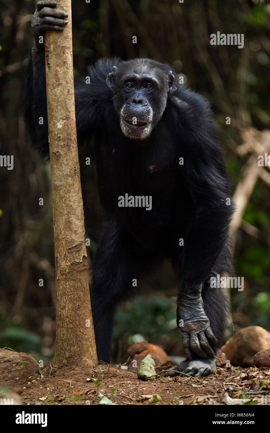 Western (pan troglodytes verus) 'femelle' âgés de 51 ans Velu debout tenant le tronc d'un arbre, forêt Bossou, Mont Nimba, en Guinée. Janvier 2011. Banque D'Images