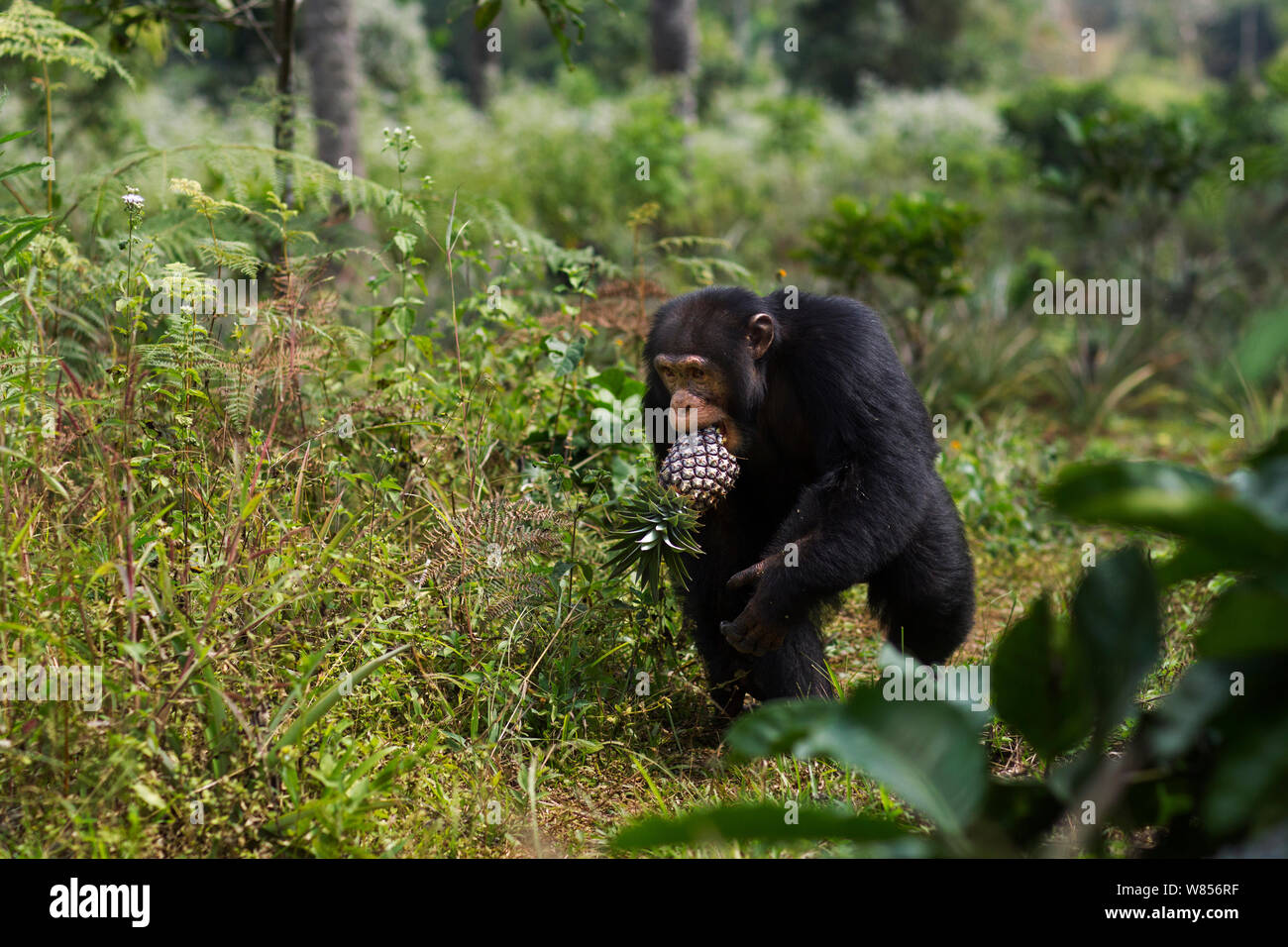 Western (pan troglodytes verus) jeune mâle "Jeje" âgé de 13 ans de voler à des villageois, les champs d'ananas Bossou Forêt, Mont Nimba, en Guinée. Décembre 2010. Banque D'Images