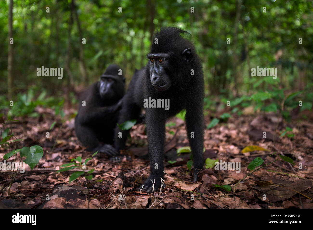 Les Célèbes / Black crested macaque (Macaca nigra) les mineurs toilettage, Parc National de Tangkoko, Sulawesi, Indonésie. Banque D'Images