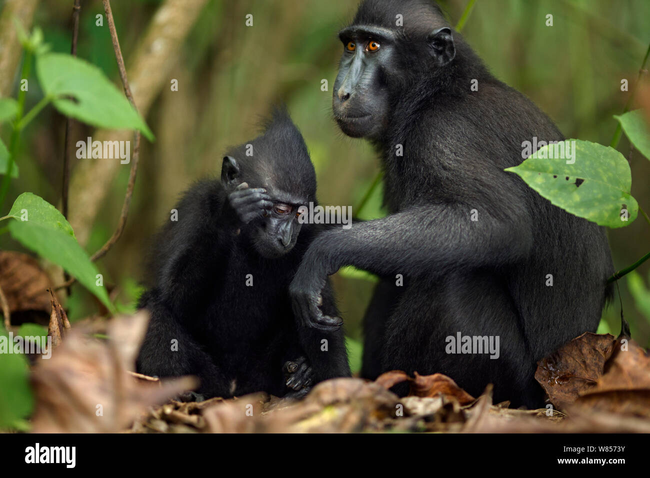 Les Célèbes / Black crested macaque (Macaca nigra) féminin le toilettage un nourrisson, le Parc National de Tangkoko, Sulawesi, Indonésie. Banque D'Images