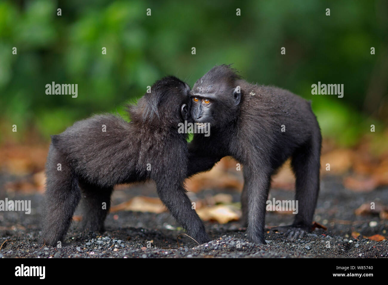 Les Célèbes / Black crested macaque (Macaca nigra) les mineurs à jouer ensemble, le Parc National de Tangkoko, Sulawesi, Indonésie. Banque D'Images