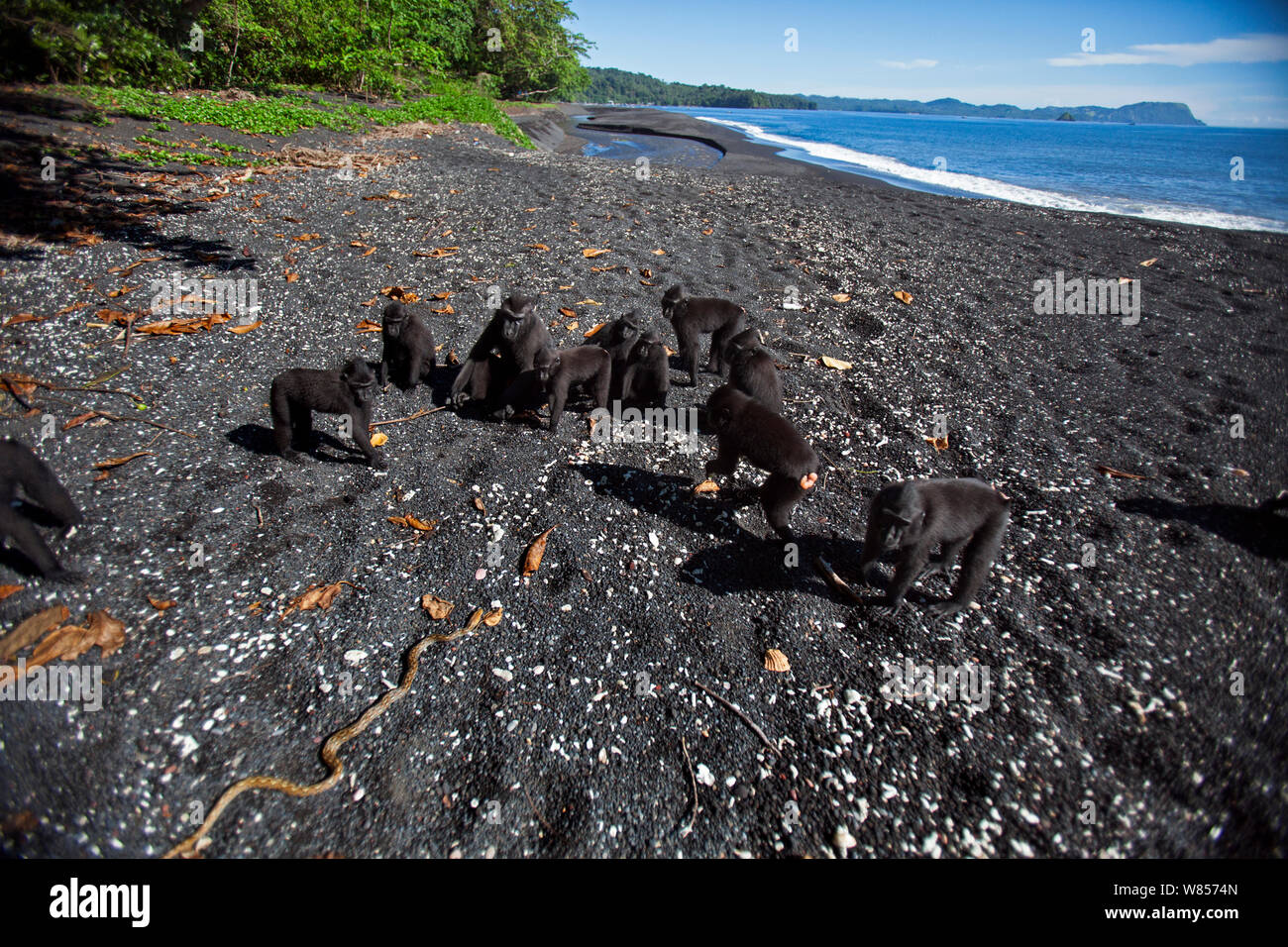 Les Célèbes / Black crested macaque (Macaca nigra) rassemblement du groupe autour d'un serpent qu'ils ont trouvée sur la plage, le Parc National de Tangkoko, Sulawesi, Indonésie. Banque D'Images