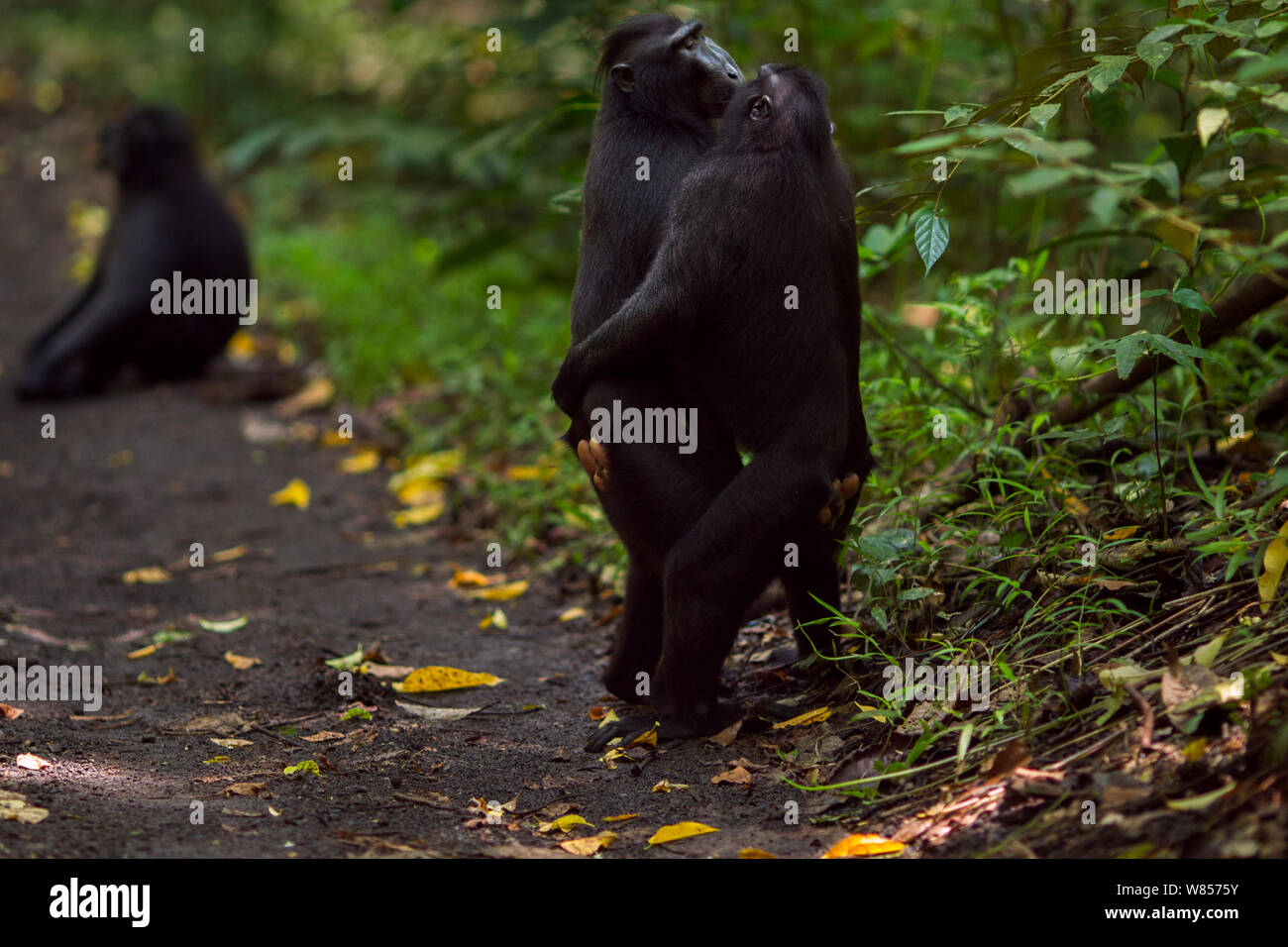 Les Célèbes / Black crested macaque (Macaca nigra) les mâles des groupes rivaux chaque message d'autres en se tenant debout et s'étreindre, Parc National de Tangkoko, Sulawesi, Indonésie. Banque D'Images
