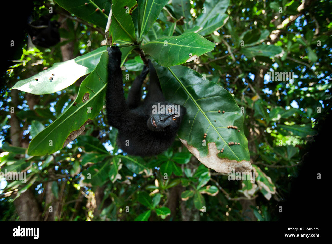 Les Célèbes / Black crested macaque (Macaca nigra) juvenile pendu à une branche, le Parc National de Tangkoko, Sulawesi, Indonésie. Banque D'Images