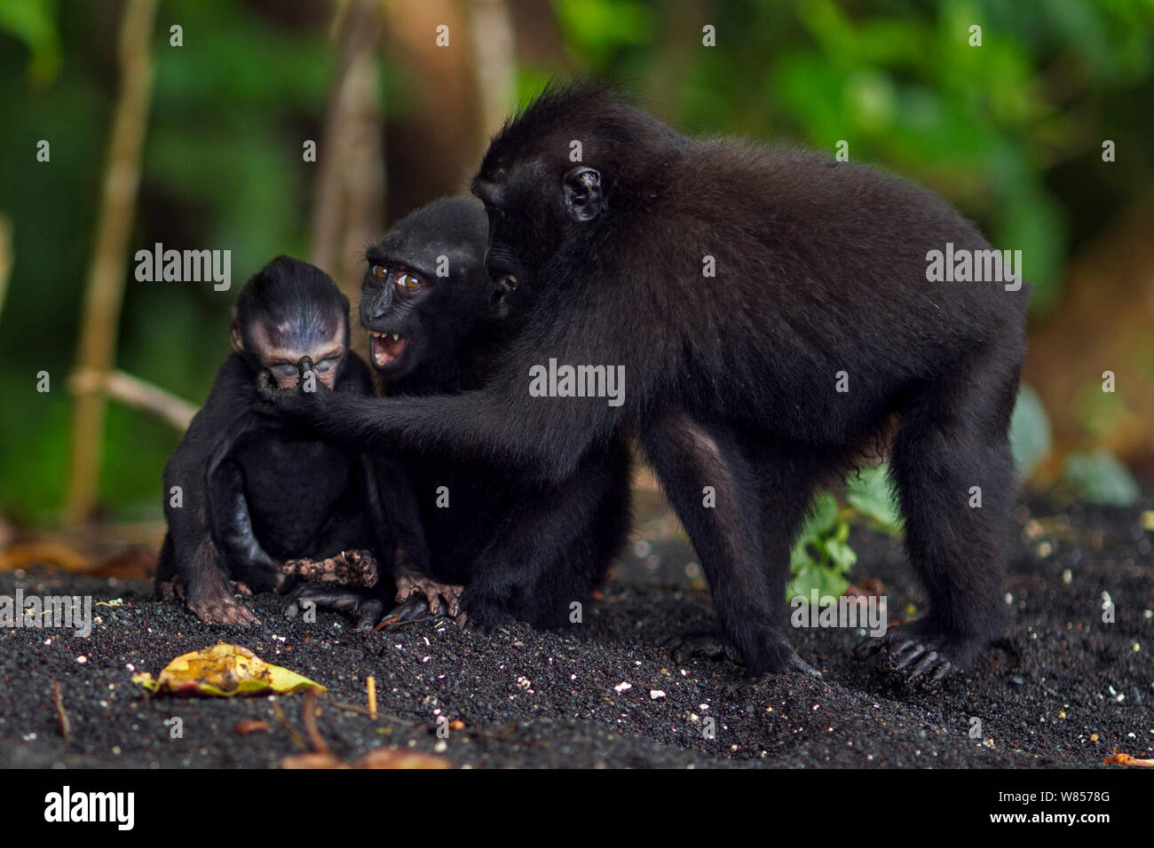 Les Célèbes / Black crested macaque (Macaca nigra) 'alpha' baby femme Âge 1-2 mois jouant avec des jeunes plus âgés, le Parc National de Tangkoko, Sulawesi, Indonésie. Banque D'Images