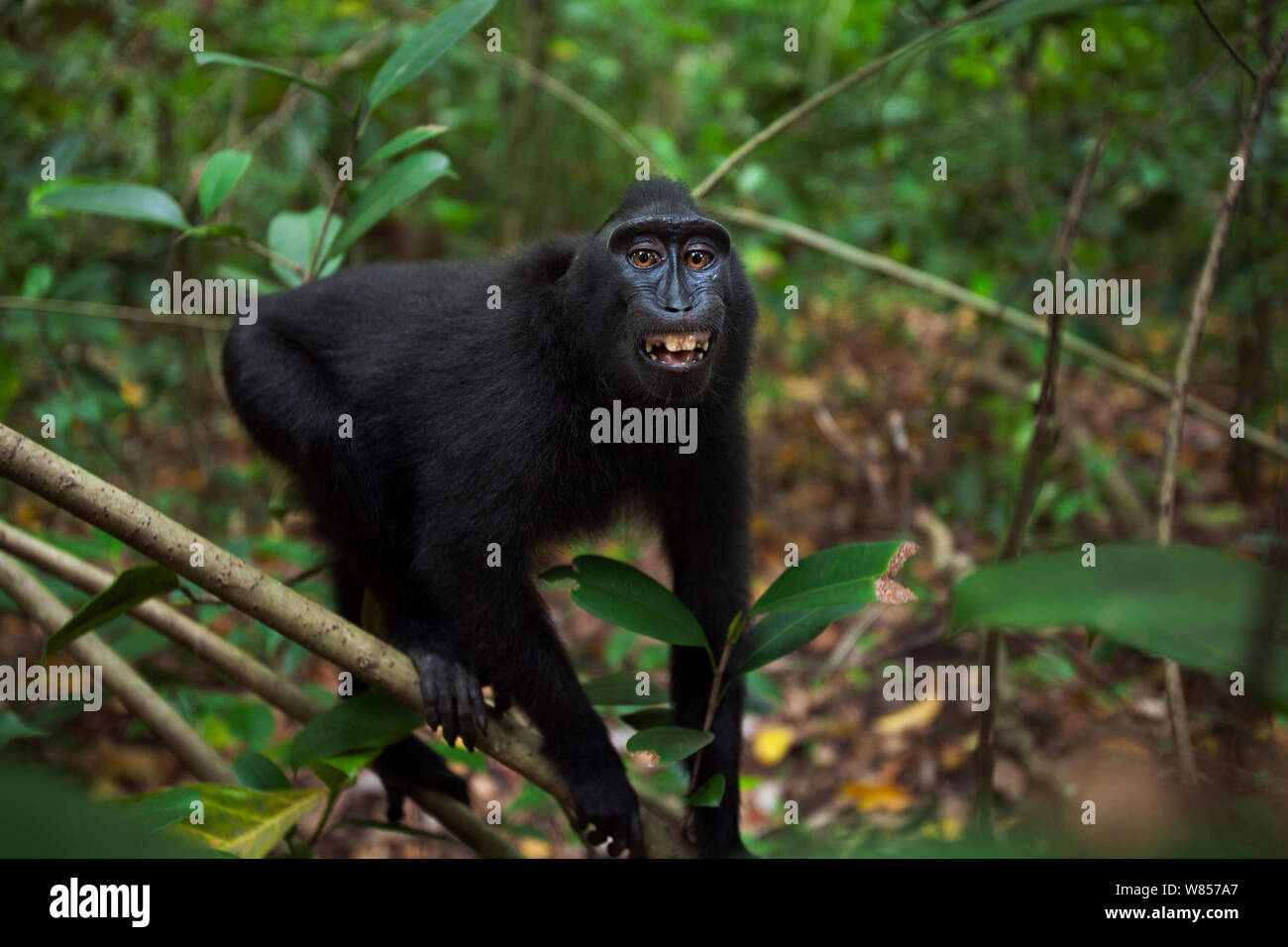Les Célèbes / Black crested macaque (Macaca nigra) faire des gestes de menace, le Parc National de Tangkoko, Sulawesi, Indonésie. Banque D'Images