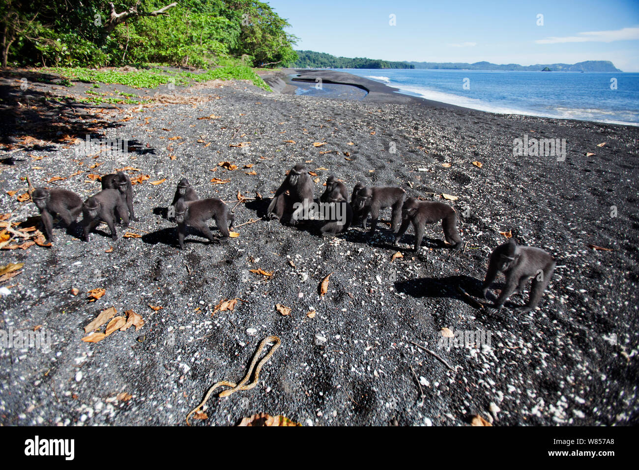 Les Célèbes / Black crested macaque (Macaca nigra) rassemblement du groupe autour d'un serpent qu'ils ont trouvée sur la plage, le Parc National de Tangkoko, Sulawesi, Indonésie. Banque D'Images